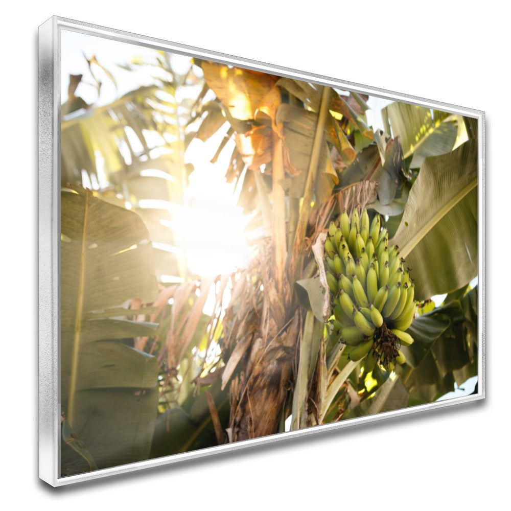 Quadro Bananeira Verde