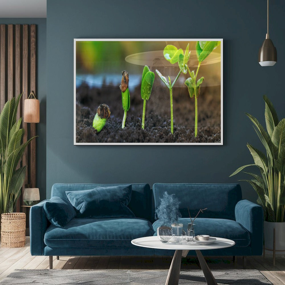 Quadro Germinacão De Grãos