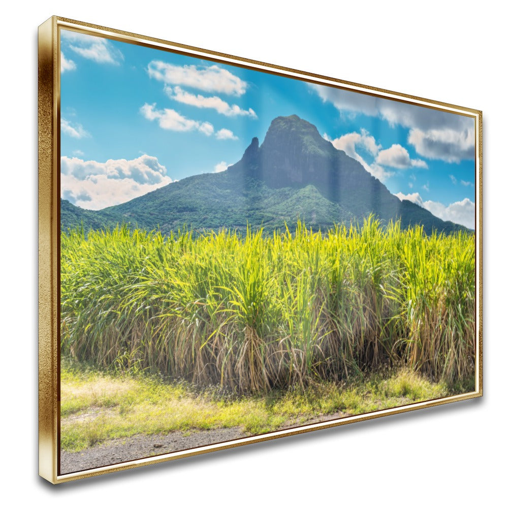 Quadro Lavoura De Cana De Açucar