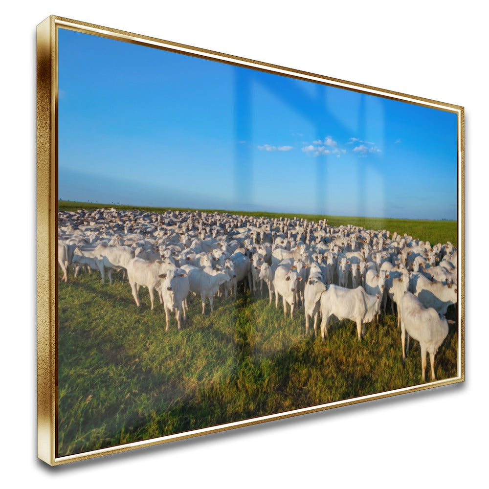 Quadro Rebanho Nelore 1000 Cabeças