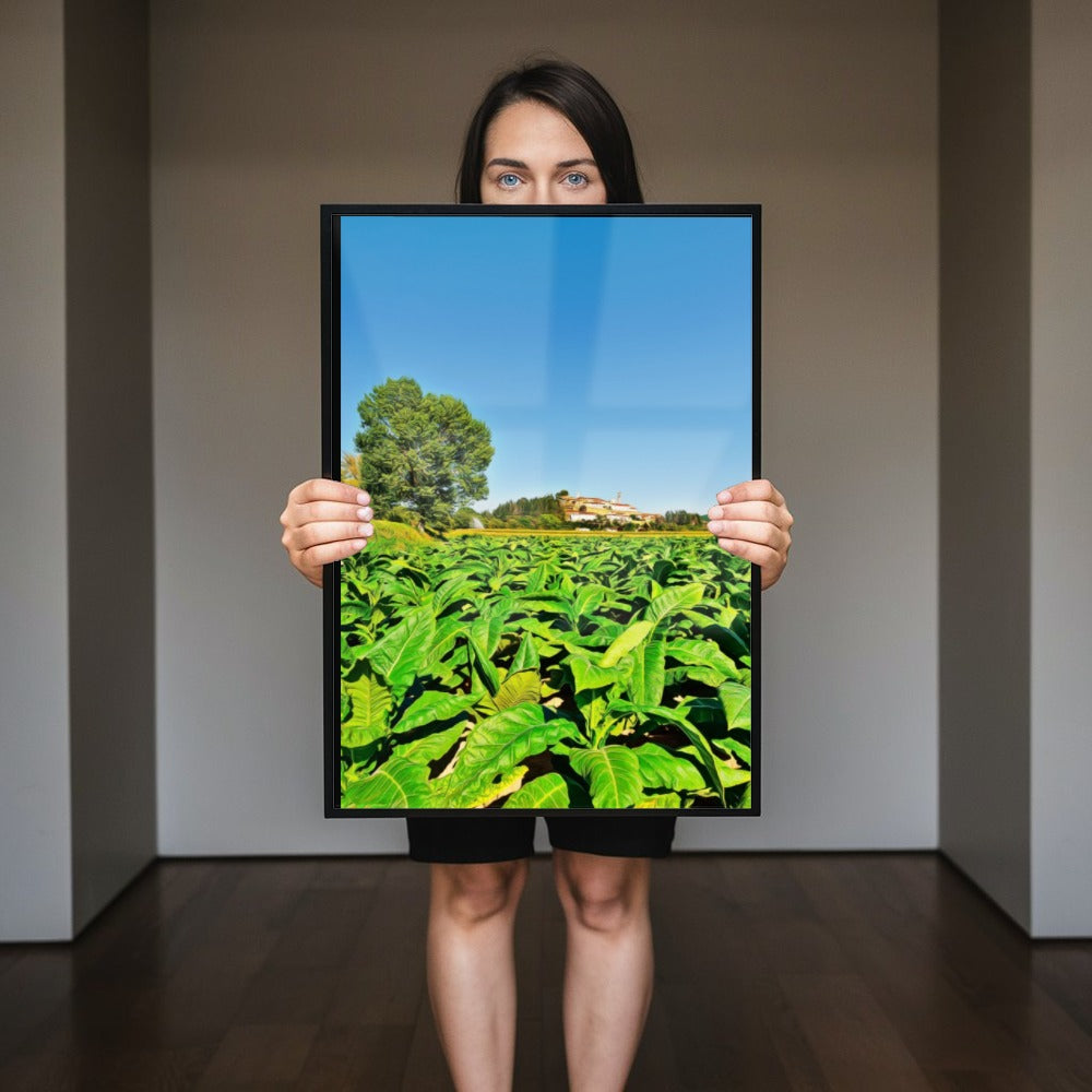 Quadro Plantação De Tabaco Fumo