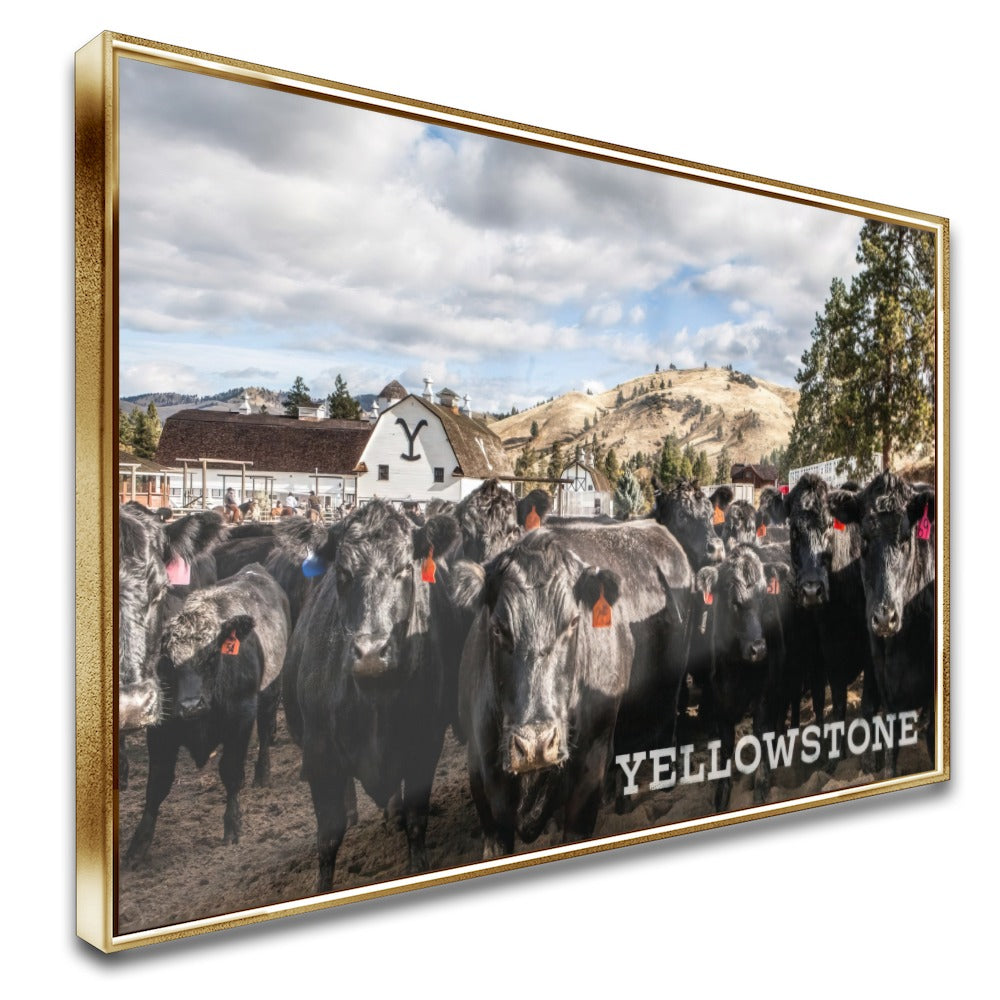 Quadro Gado Da Fazenda Yellowstone