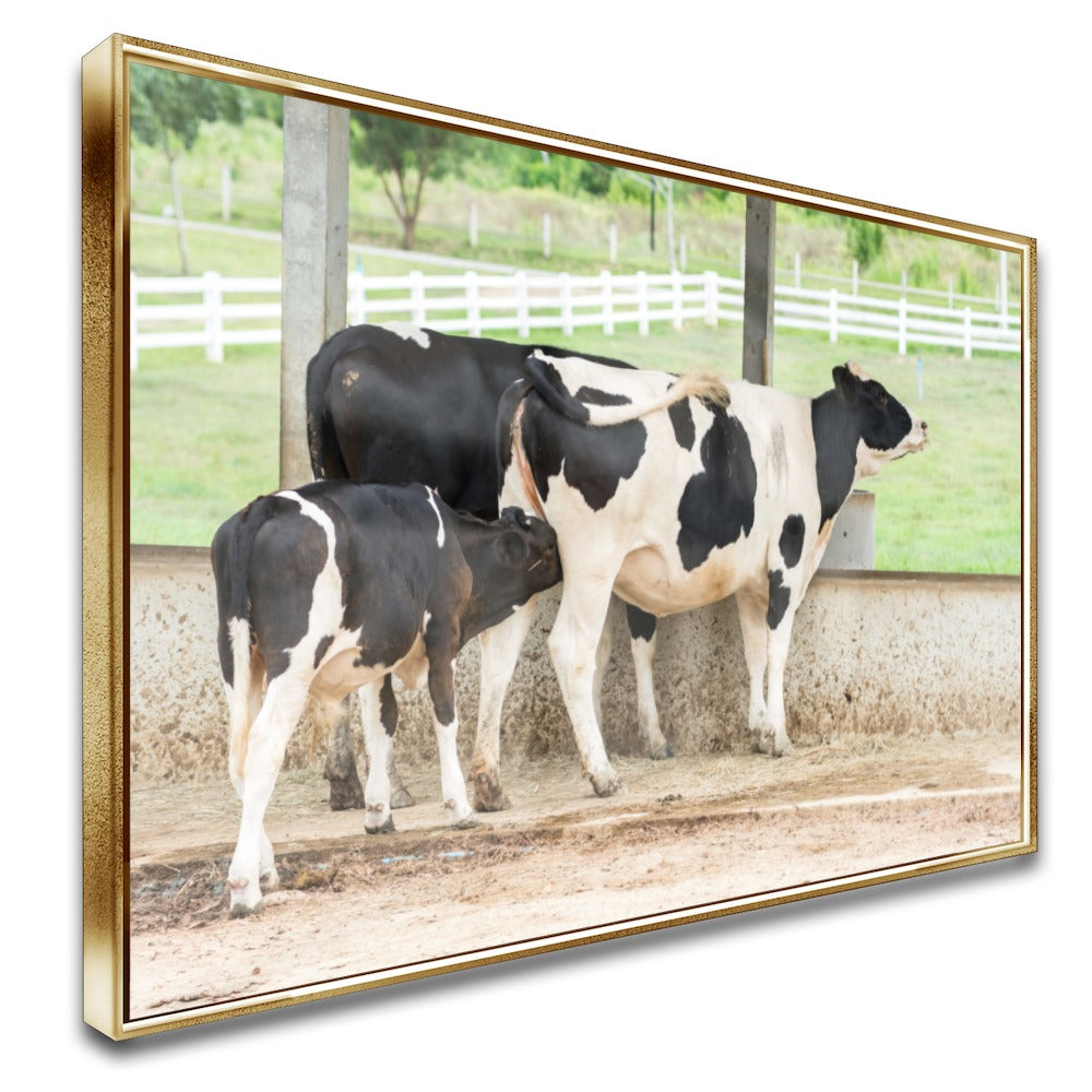 Quadro Vaca Holandesa Dando Mama Para O Bezerro
