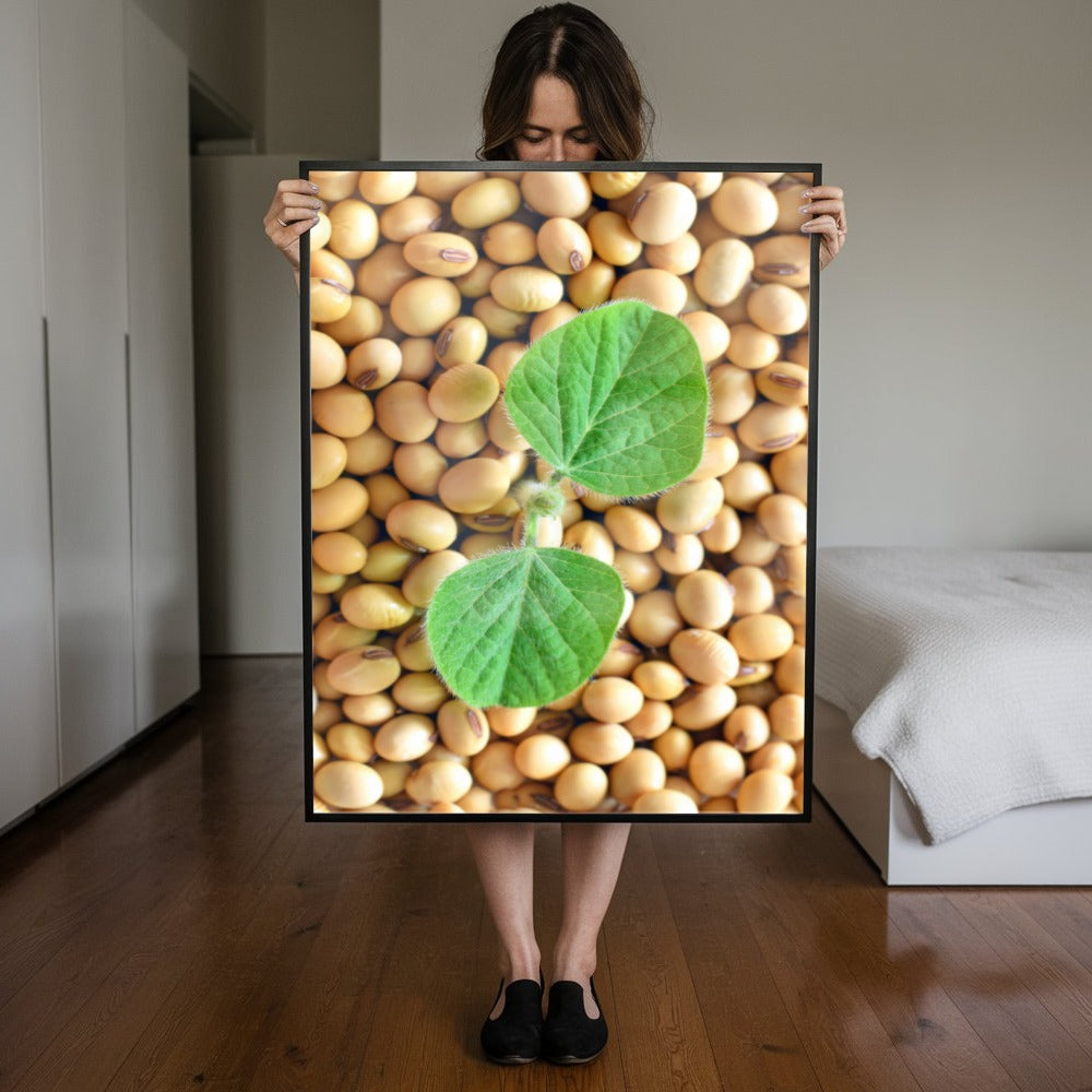 Grãos De Soja E Planta