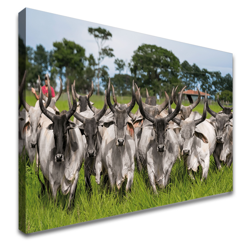 Quadro Guzeira No Campo Pasto Verde