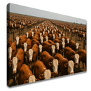 6-80x120-BI-N16