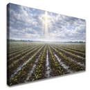 Quadro Bênção Da Chuva Na Plantação