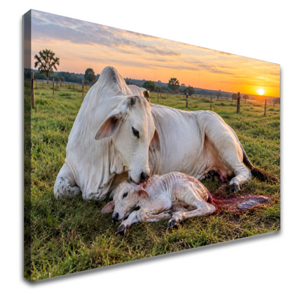 Quadro Sala Vaca e Bezerro Campo
