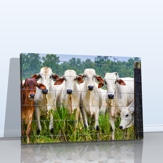 Quadro Sala Cozinha Boiada no Pasto