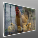 Quadro Galinha Caipira E Pintinhos