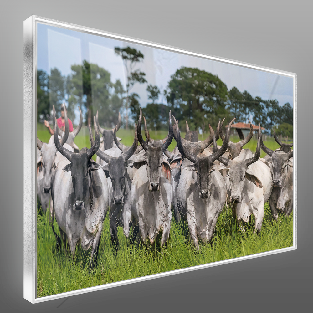 Quadro Guzeira No Campo Pasto Verde
