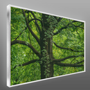 Quadro Árvore Majestosa E Folhagem