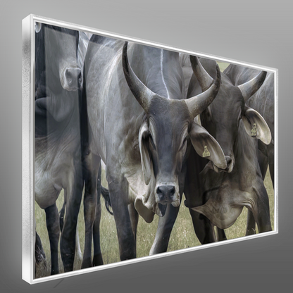 Quadro Gado Guzerá Imponente