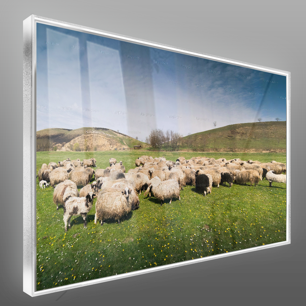 Quadro Rebanho De Ovelhas No Campo