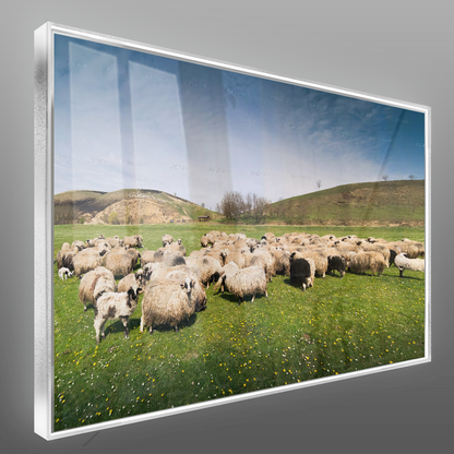 Quadro Rebanho De Ovelhas No Campo
