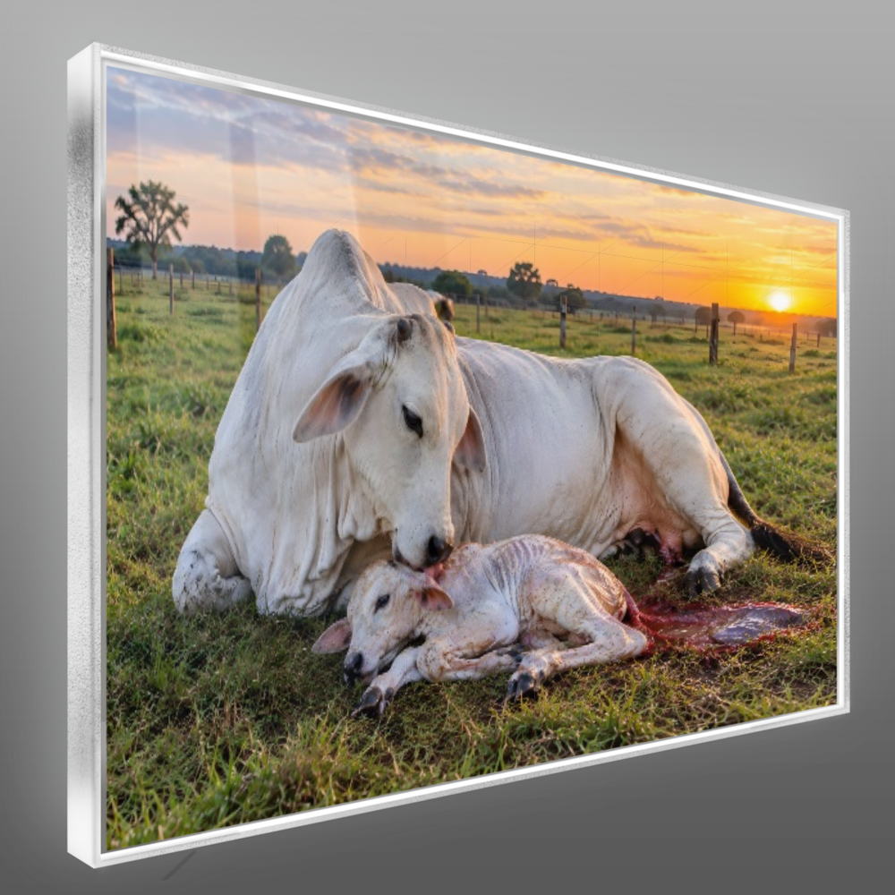 Quadro Sala Vaca e Bezerro Campo