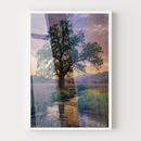 Quadro Arvore E Lago Fim De Tarde