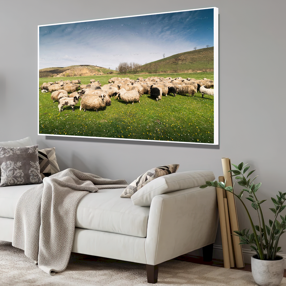 Quadro Rebanho De Ovelhas No Campo