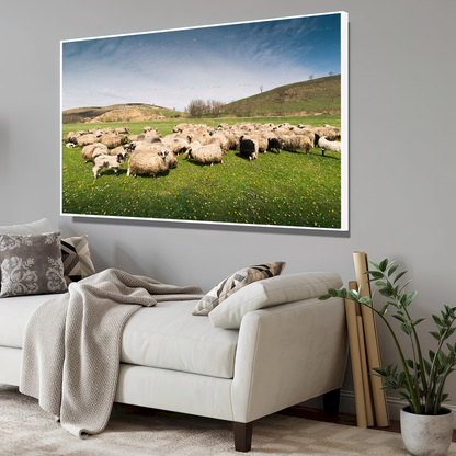 Quadro Rebanho De Ovelhas No Campo
