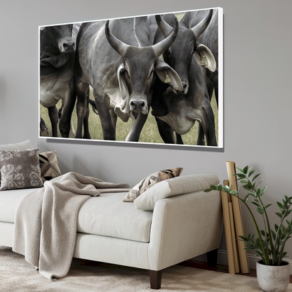 Quadro Gado Guzerá Imponente