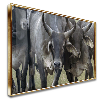 Quadro Gado Guzerá Imponente