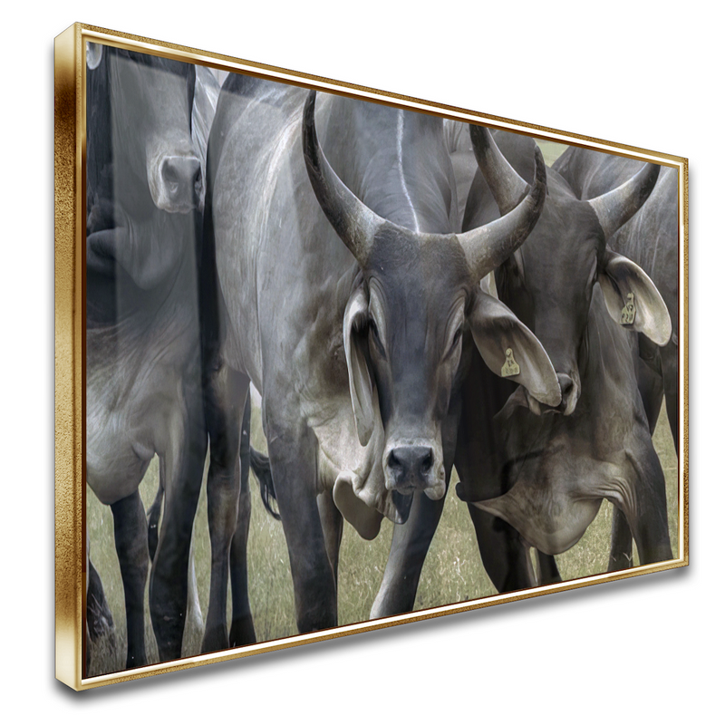 Quadro Gado Guzerá Imponente