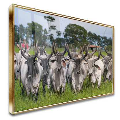 Quadro Guzeira No Campo Pasto Verde