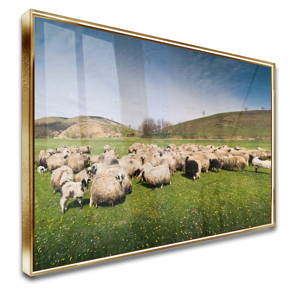 Quadro Rebanho De Ovelhas No Campo