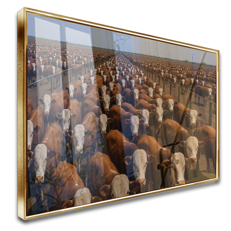 Quadro Confinamento Gado Red Angus