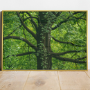 Quadro Árvore Majestosa E Folhagem