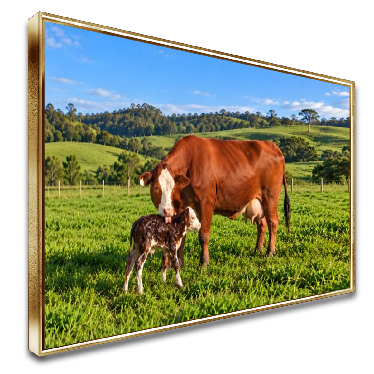 Quadro Sala Vaca e Bezerro RN