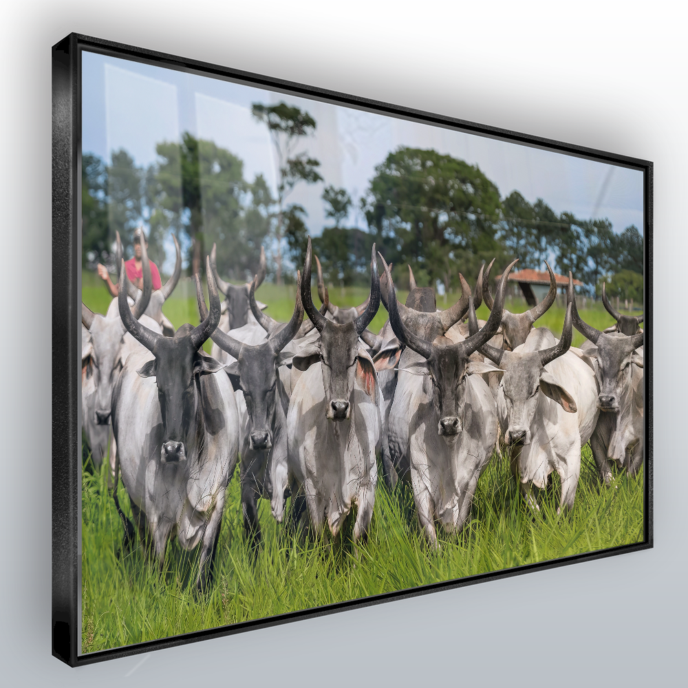 Quadro Guzeira No Campo Pasto Verde
