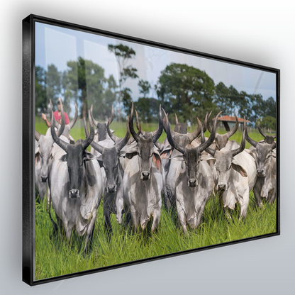 Quadro Guzeira No Campo Pasto Verde