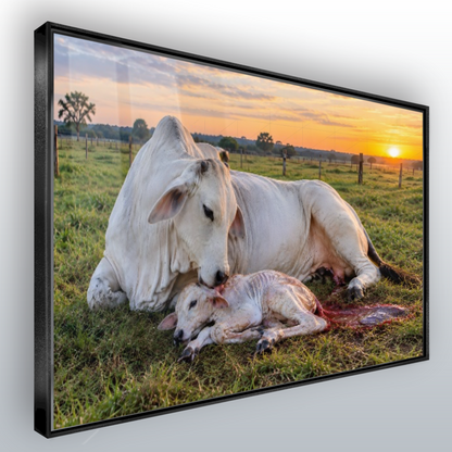 Quadro Sala Vaca e Bezerro Campo