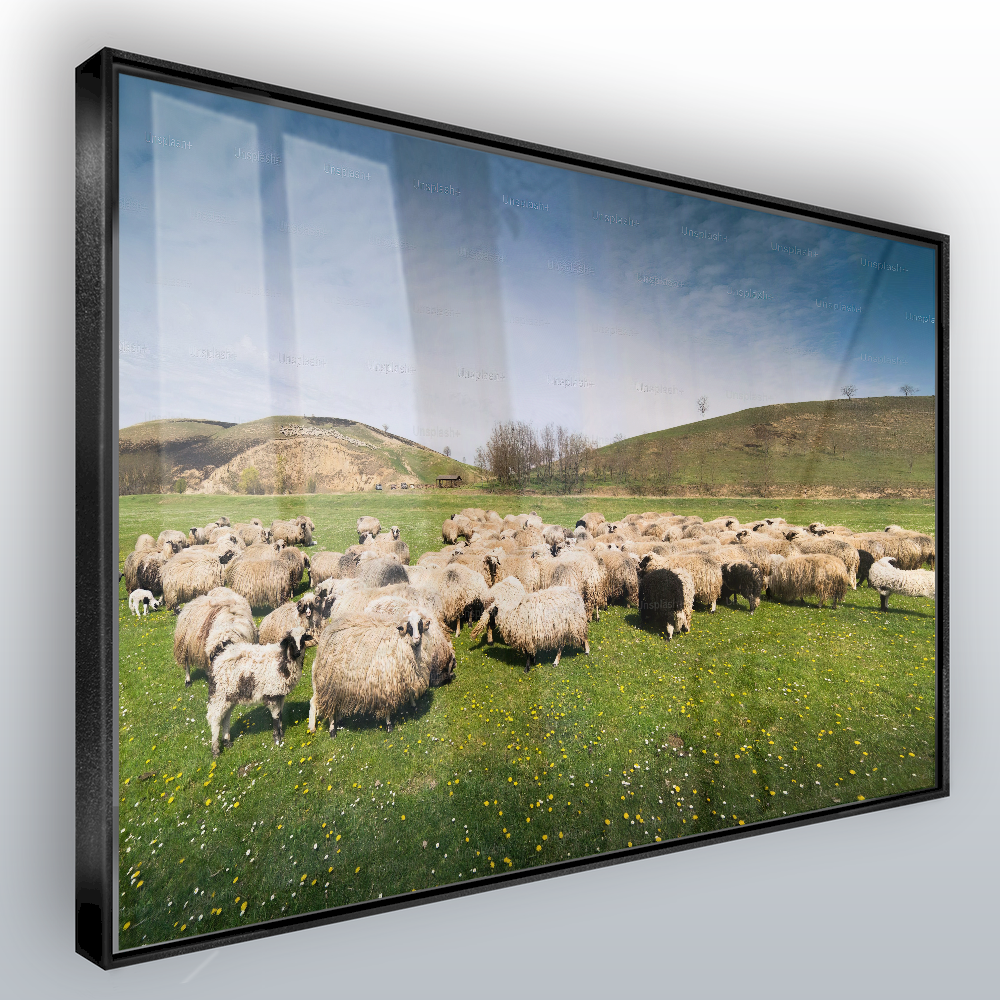 Quadro Rebanho De Ovelhas No Campo