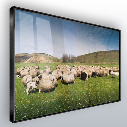 Quadro Rebanho De Ovelhas No Campo