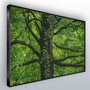 Quadro Árvore Majestosa E Folhagem