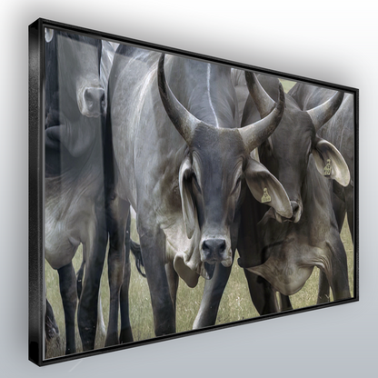 Quadro Gado Guzerá Imponente
