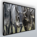 Quadro Gado Guzerá Imponente