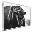 Quadro Boi Black Angus