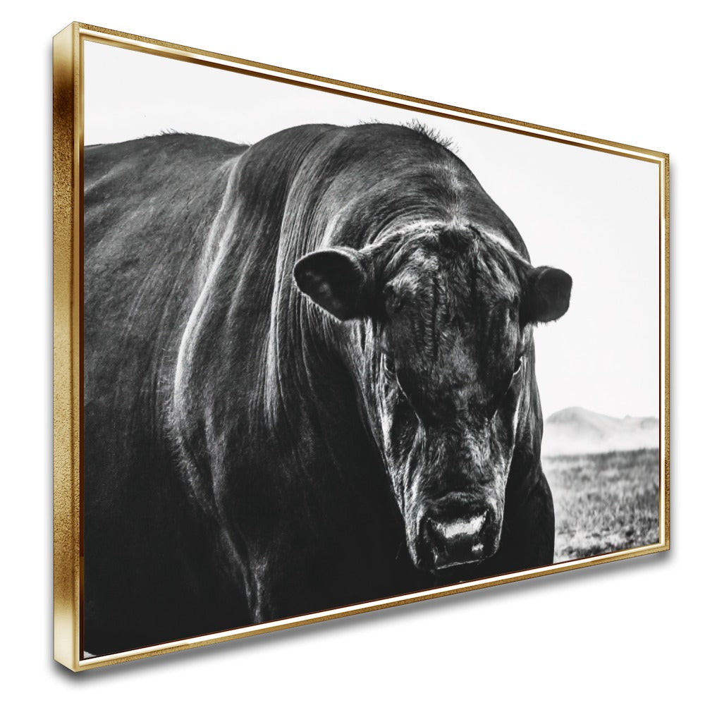 Quadro Boi Black Angus