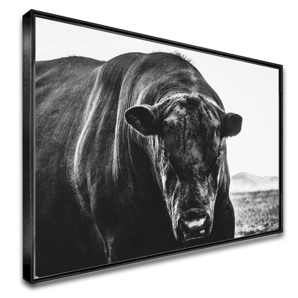 Quadro Boi Black Angus