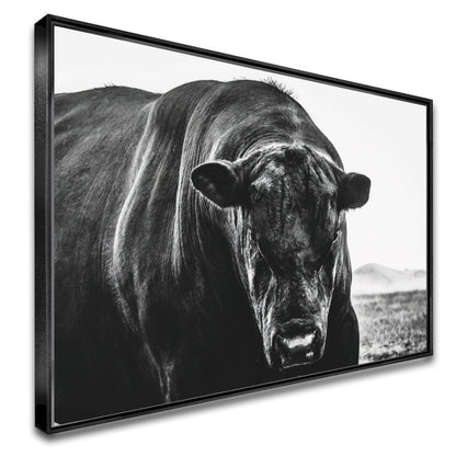 Quadro Boi Black Angus