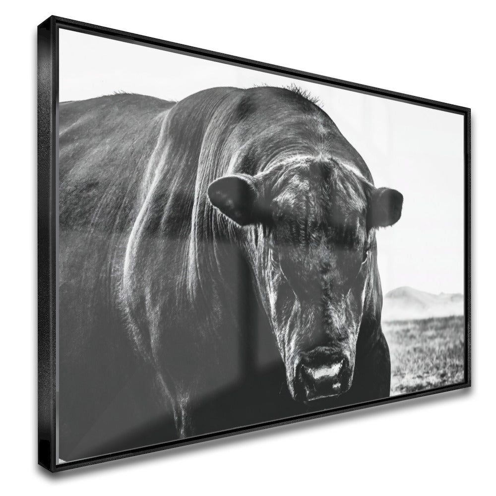 Quadro Boi Black Angus