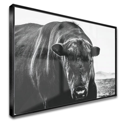 Quadro Boi Black Angus
