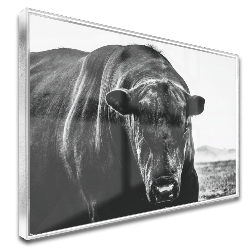 Quadro Boi Black Angus