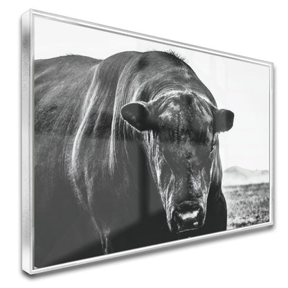 Quadro Boi Black Angus