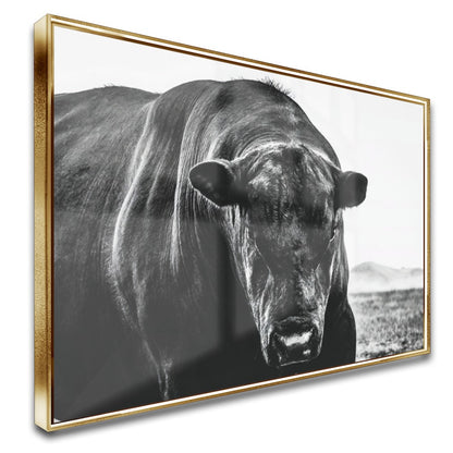 Quadro Boi Black Angus