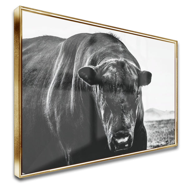 Quadro Boi Black Angus