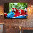 Quadro Bando Araras Azul